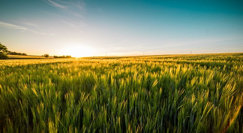 Photo image of a sunrise over a field of wheat.